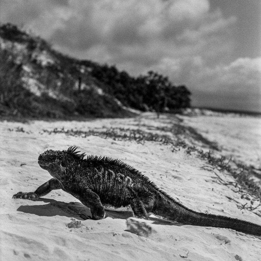 Galapagų salos | Jūrinė iguana